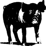 Pig 09 Clip Art