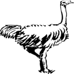 Ostrich 3 Clip Art