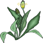 Plant 168 Clip Art