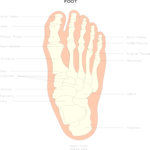 Chart - Foot Clip Art