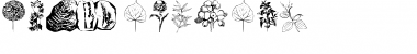 Download Botanicals Font Download Botanicals Font